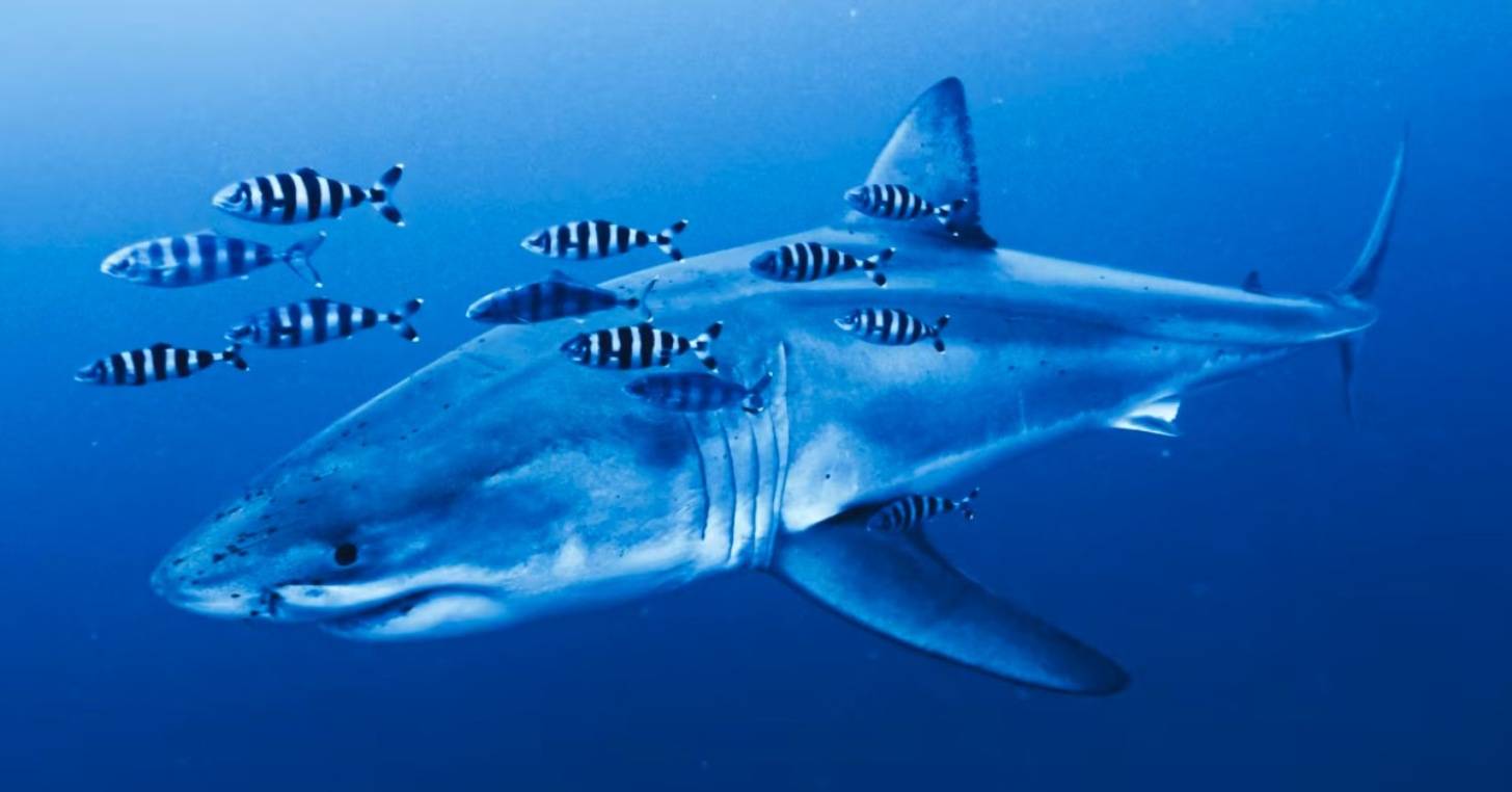 A great white shark with black and white striped fish around it