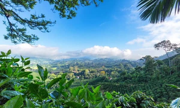 Scenic photo of a tropical canopy