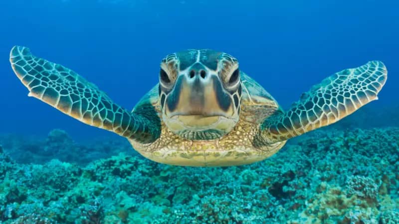 Green turtle swimming at the camera in blue water with teal coral below