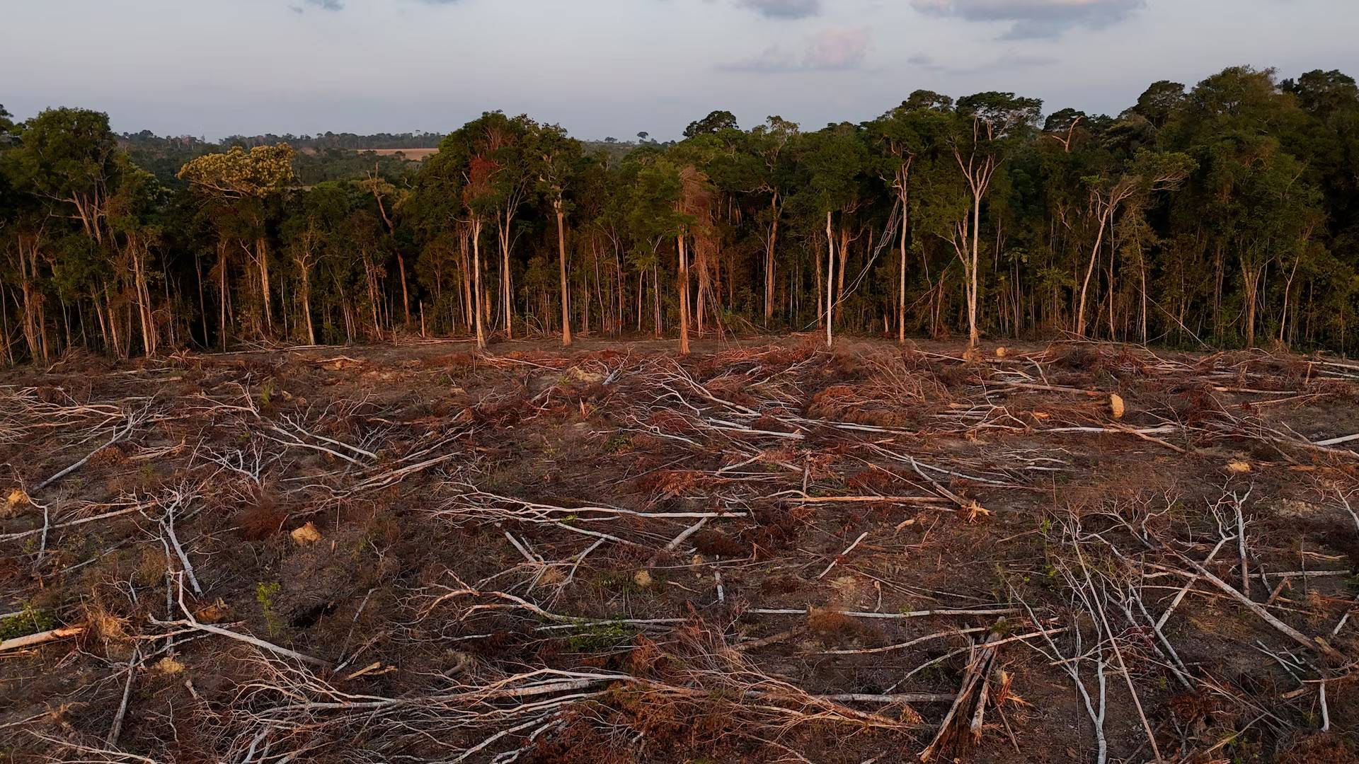 An area of trees cut down, with more standing behind them
