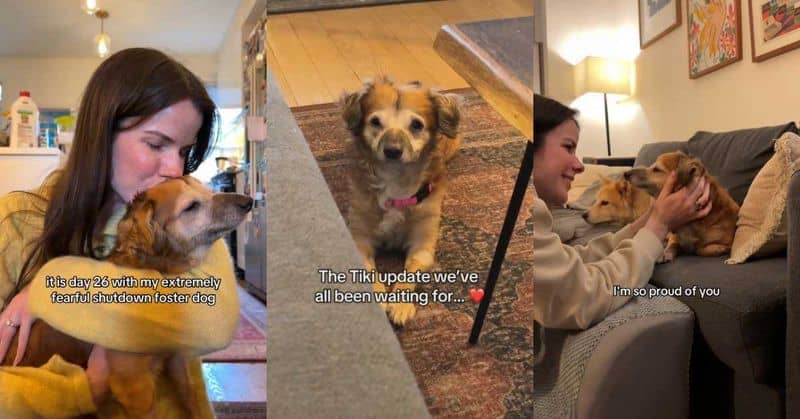 Screenshots of Klee with Tiki from TikTok videos