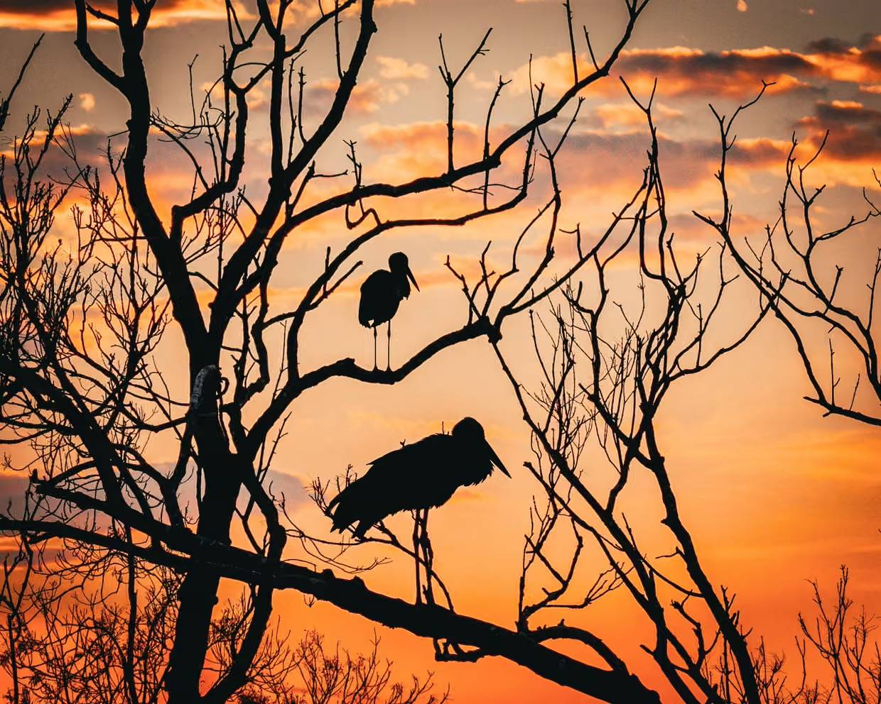 Silhouette of two larger birds standing in tree branches against a sunset sky