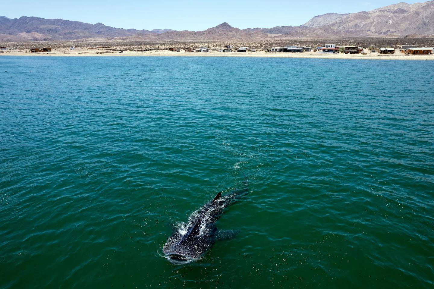 A whale shark in the Gulf of California off the coast of Mexico.
