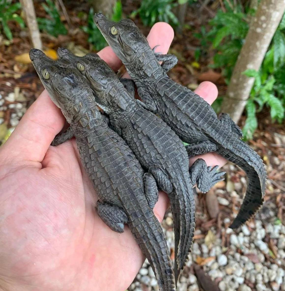 A hand holding three baby crocodiles