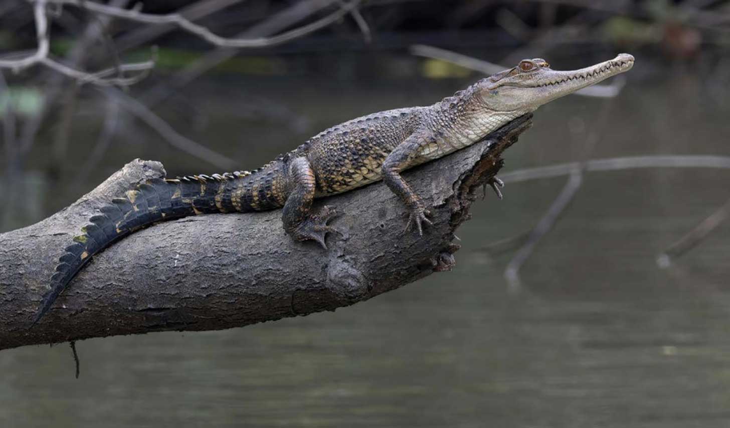 A small crocodile resting on a branch