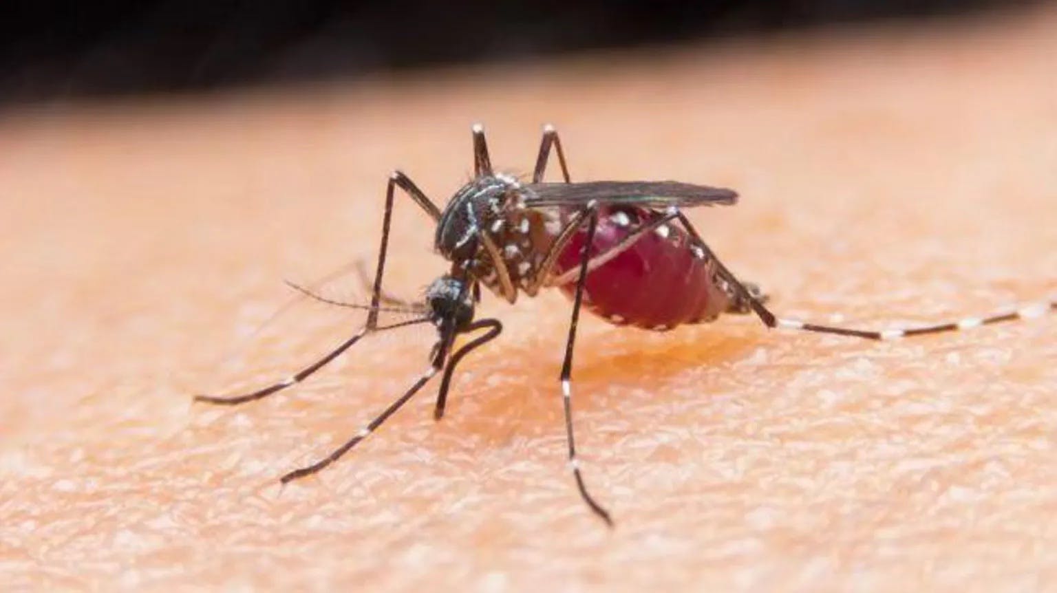 A close-up photo of a mosquito sitting on top of skin