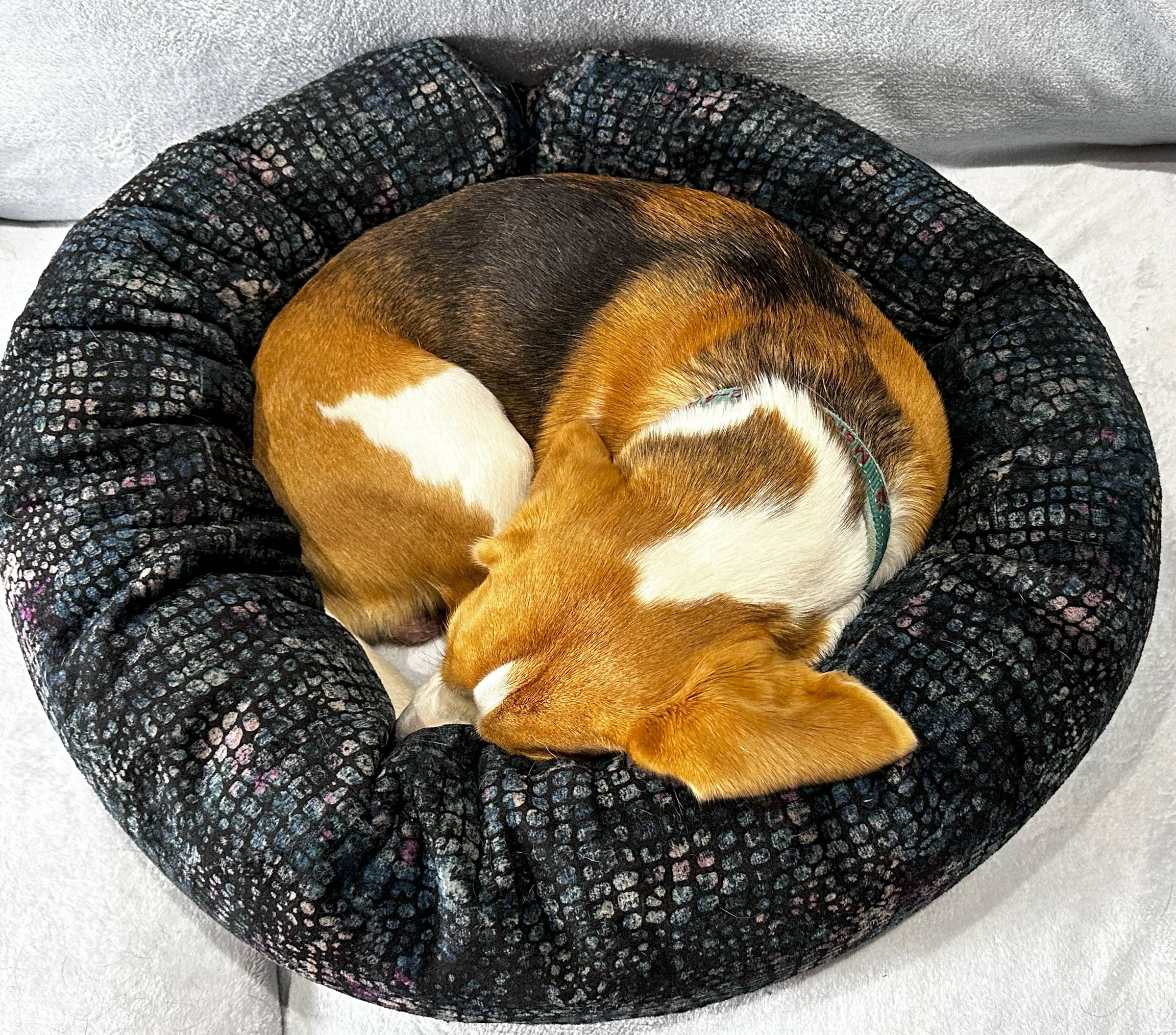 A brown, black, and white-colored dog curled up inside of a Blue Toby bolster-style body pillow