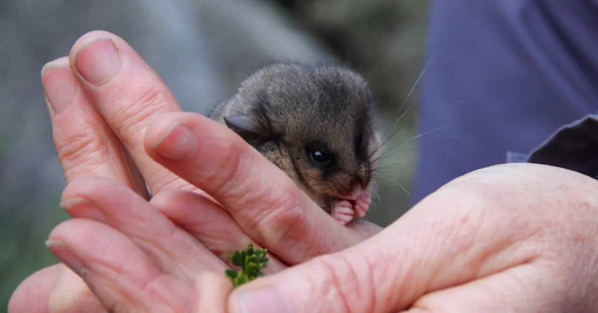 A small gray and white marsupial with a pointed snout and dark eyes rests in cupped human hands, with a small green plant visible nearby.