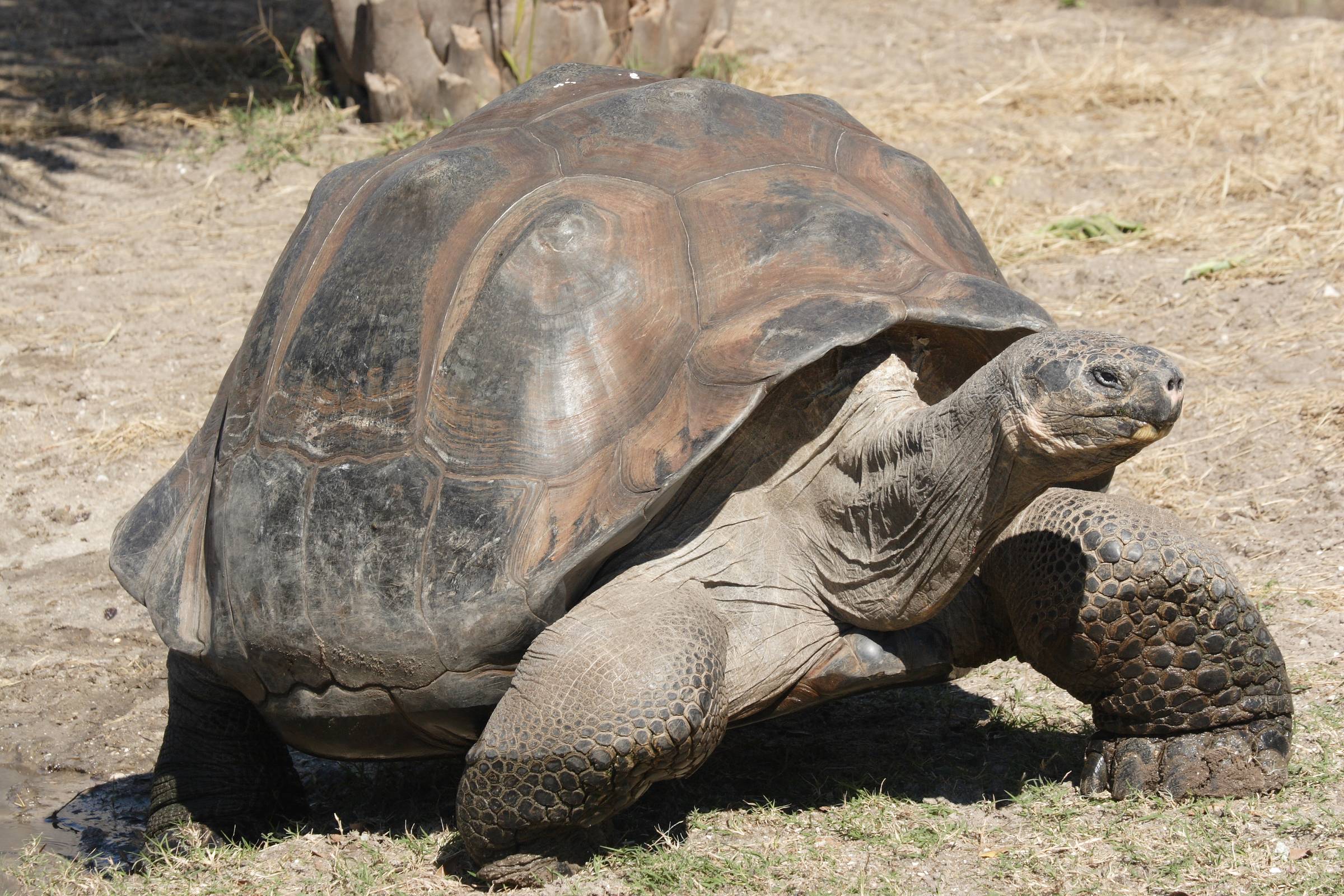 Giant tortoise walking on dirt ground