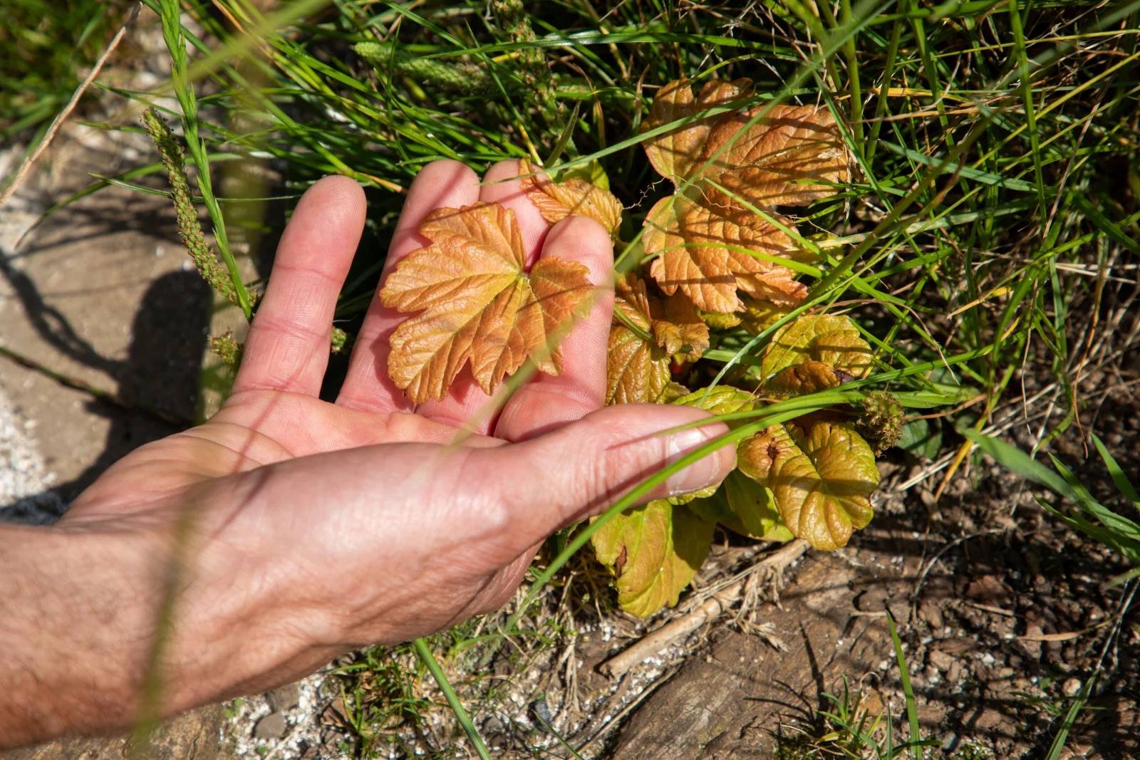 A hand gently holding a small golden-colored leaf at the base of a tree surrounded by grass