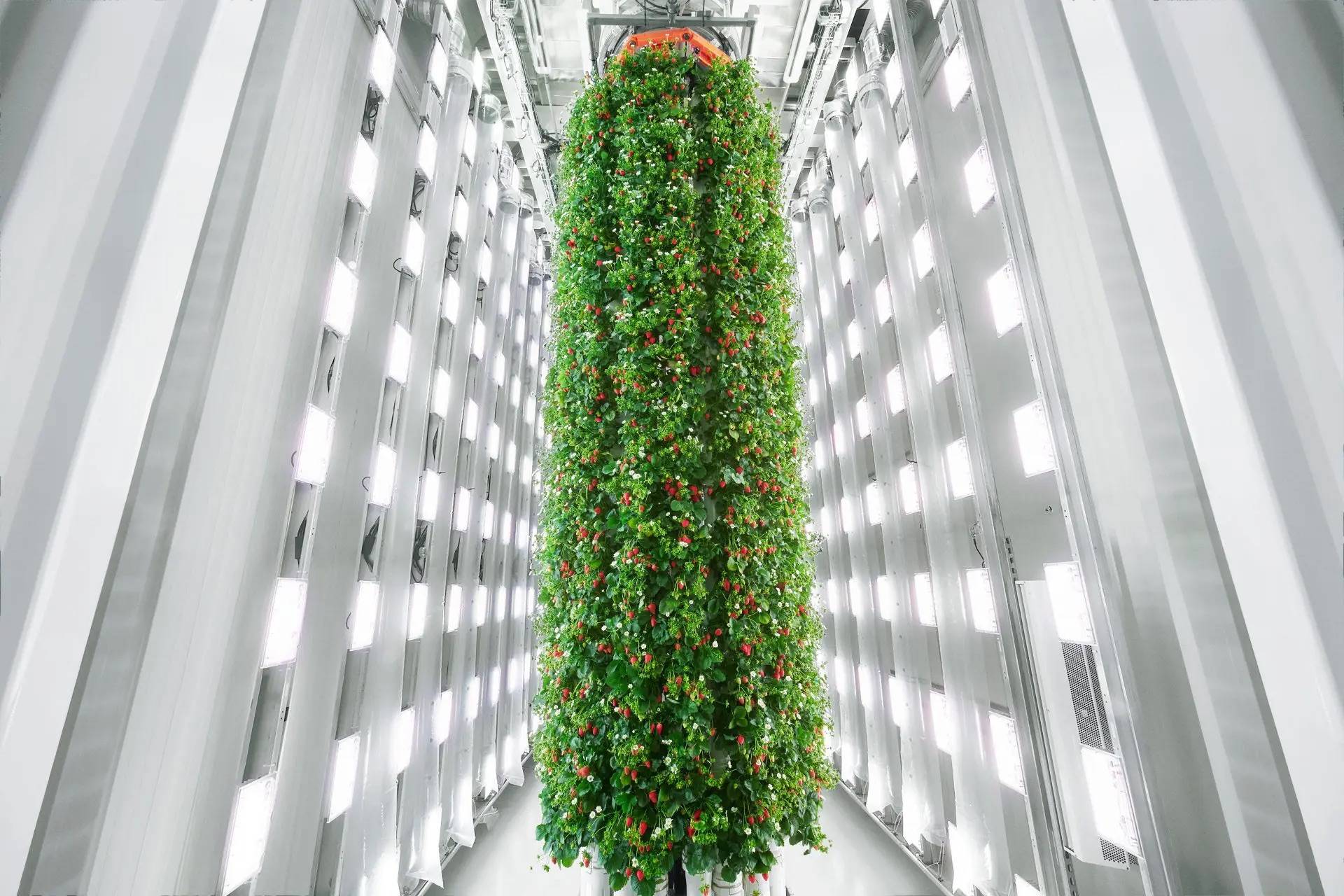 A green and red-dotted tower of strawberry plants growing vertically surrounded by white walls and LED lights