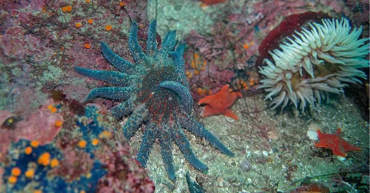 A teal-blue colored starfish with lots of legs resting on top of a coral reef