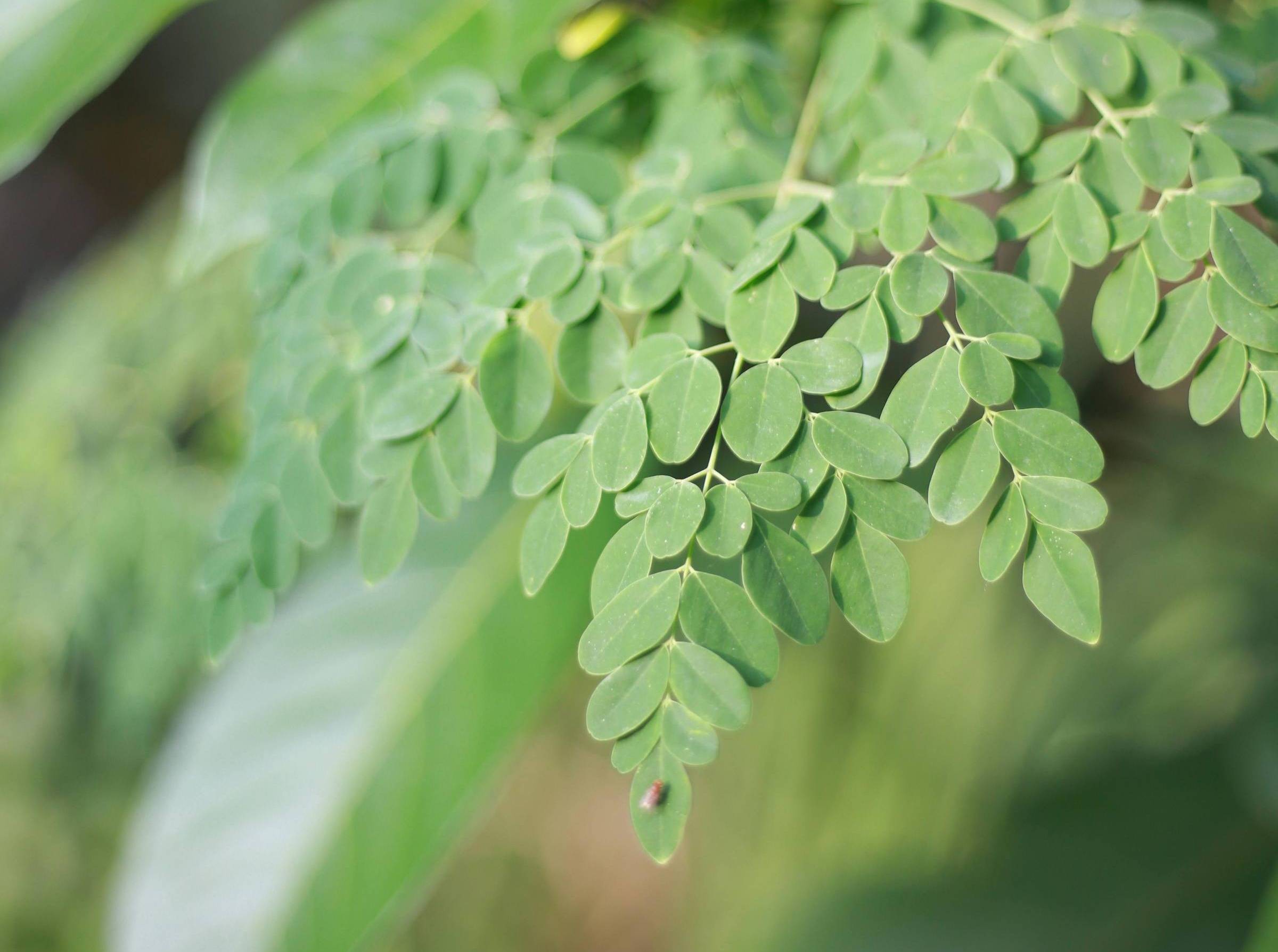 Close up photo of green moringa tree leaves in natural light