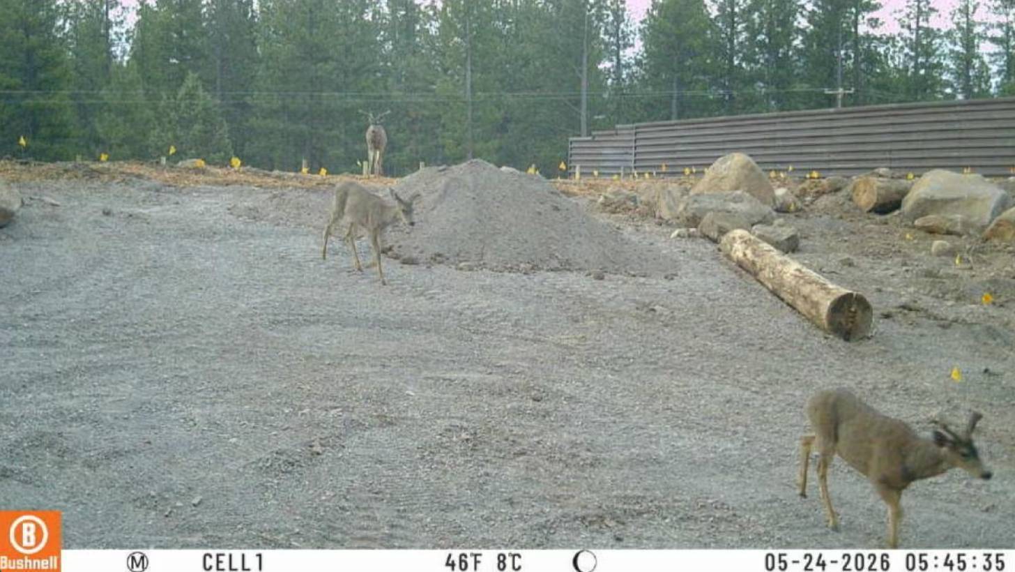 Three deer walking over a gravel covered ground