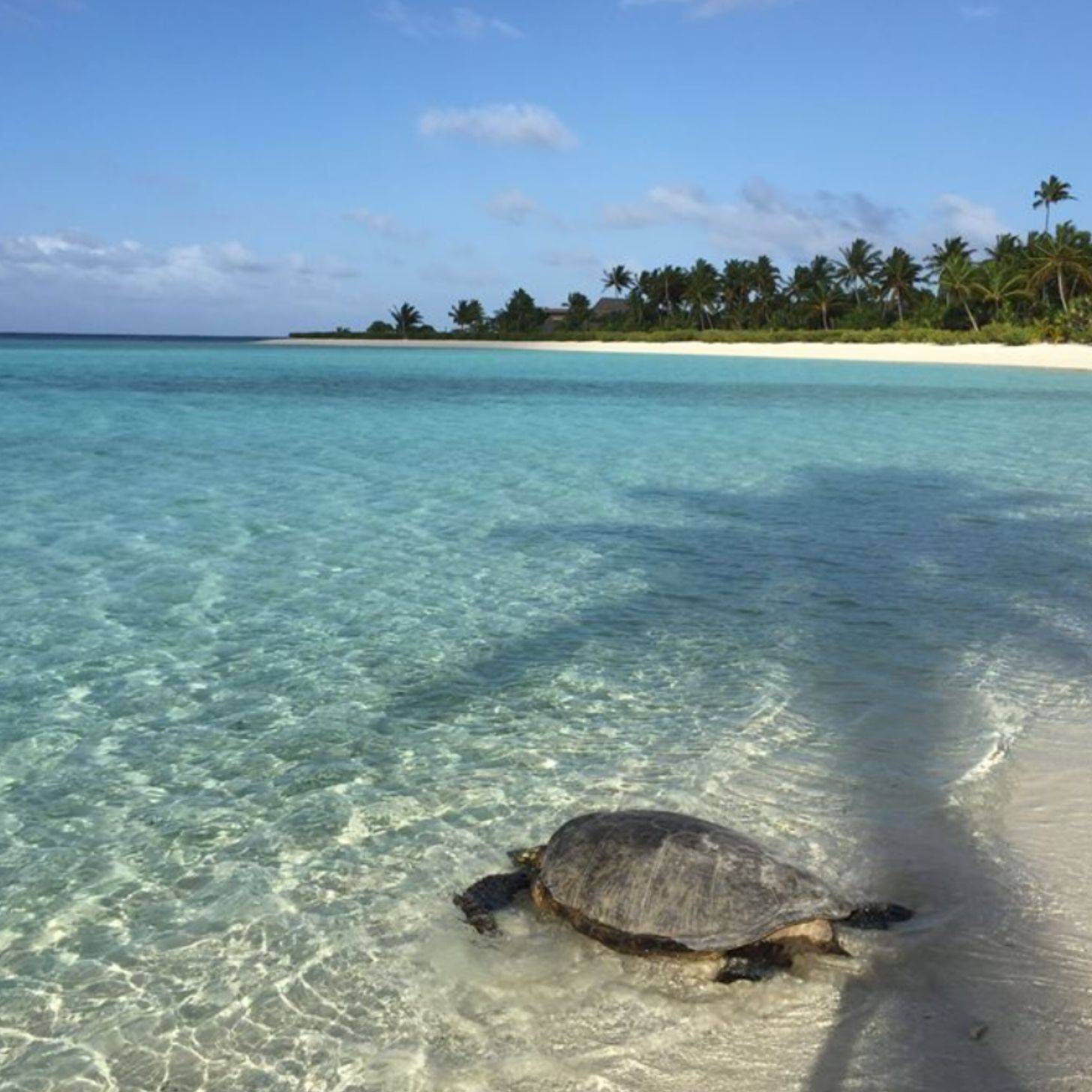 A turtle entering clear blue water with a white sandy beach and palm trees in the far background