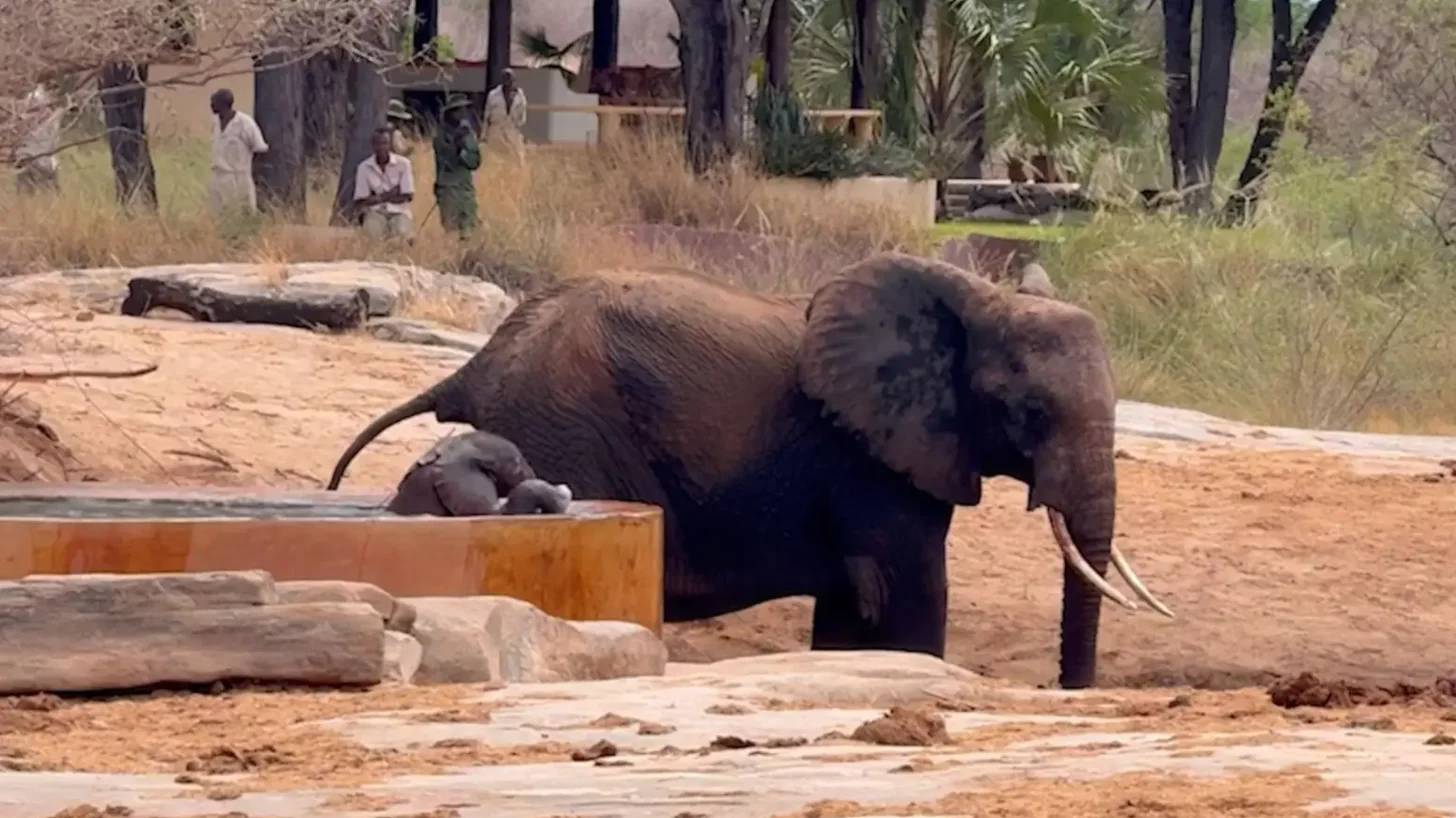 A small elephant holds its head above water in a watering trough in an area with sandy ground and wooden logs. A mother elephant stands nearby, and there are people standing in the background near structures and vegetation.