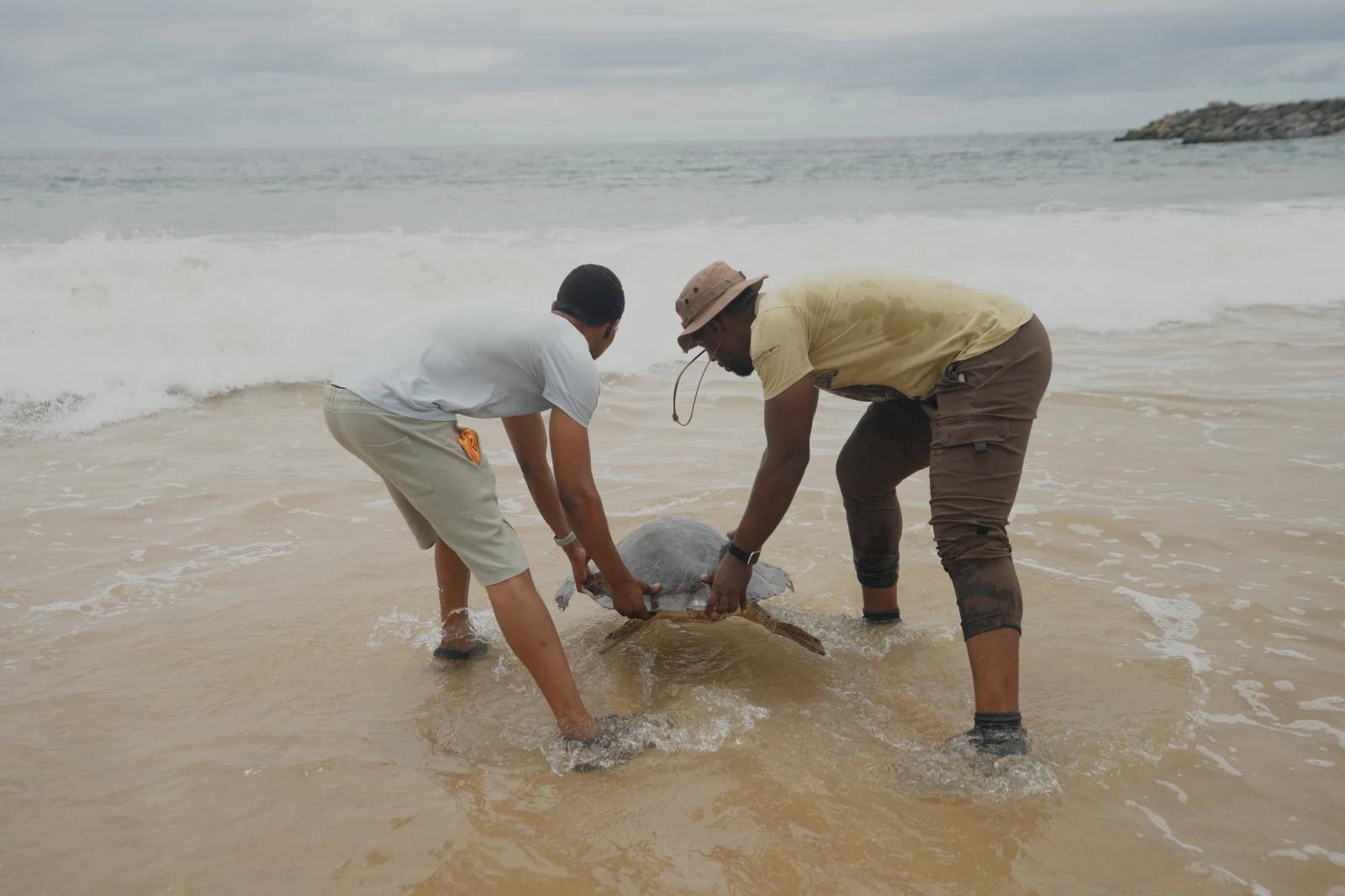 Two people putting a sea turtle back in the water