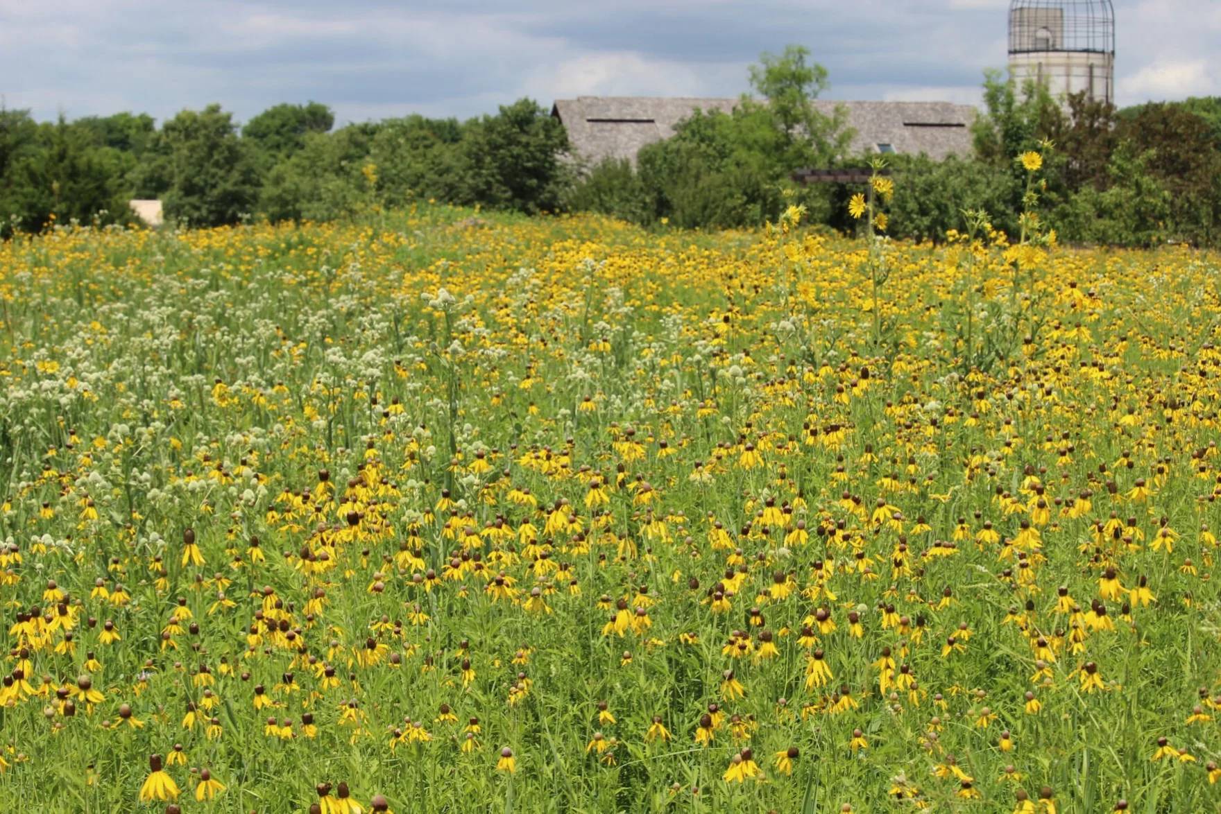 Wildflower meadow
