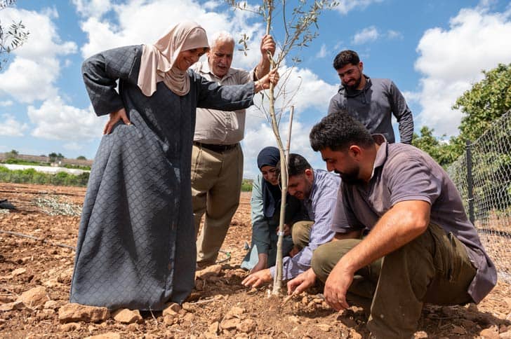 Six people standing around an olive tree sapling putting it in the ground and smiling