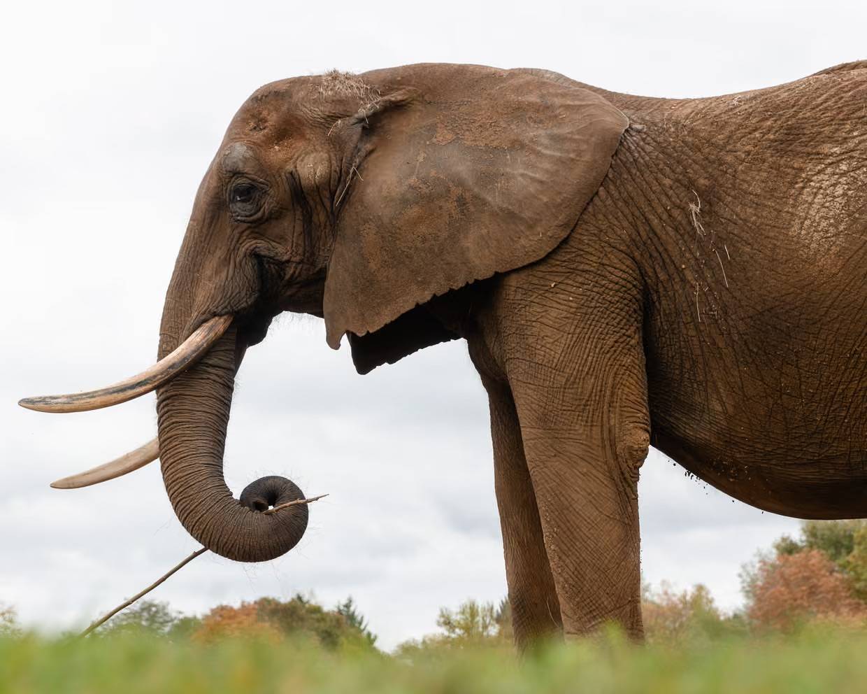 Side profile of an elephant standing on grassy ground, holding a stick in its trunk