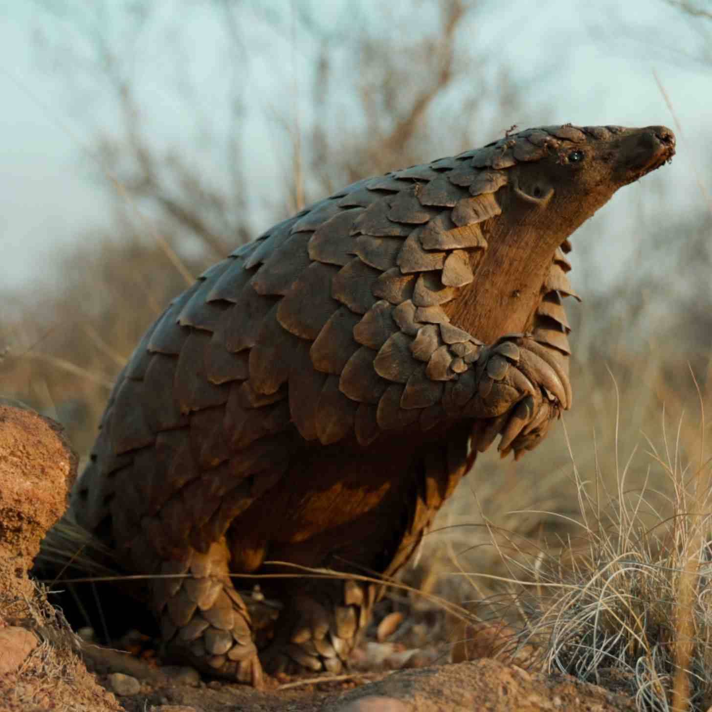 A pangolin standing on its hind legs