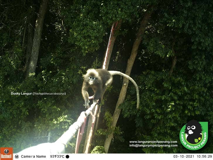 A monkey crossing a firehose "bridge"