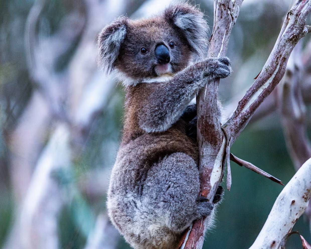 Koala in a tree