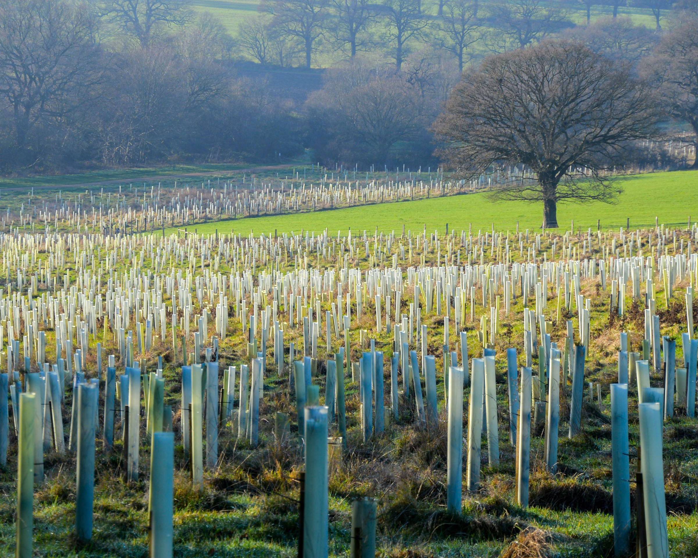 Hundreds of white plastic tree guards planted in rows across a green hillside field, with bare trees visible in the background and a single large bare tree standing to the right.