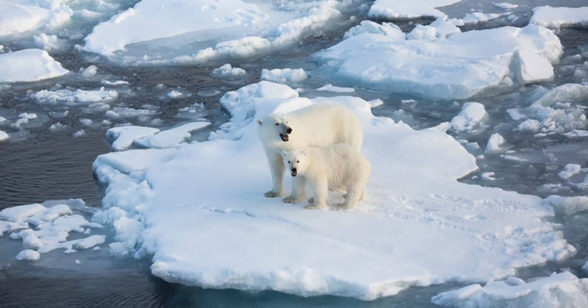 Two polar bears on a small sheet of ice surrounded by water and other ice fragments