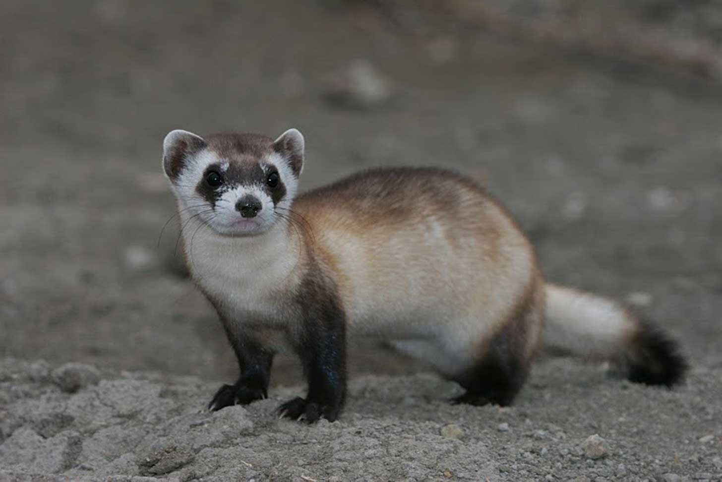 A black-footed ferret standing on grey rocky ground