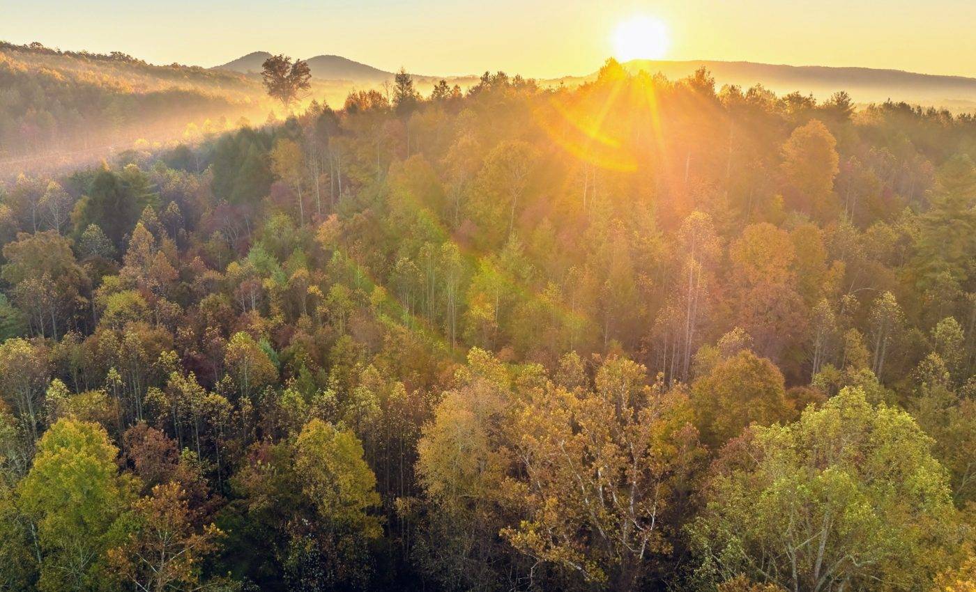 Forest tree canopy at sunrise or sunset