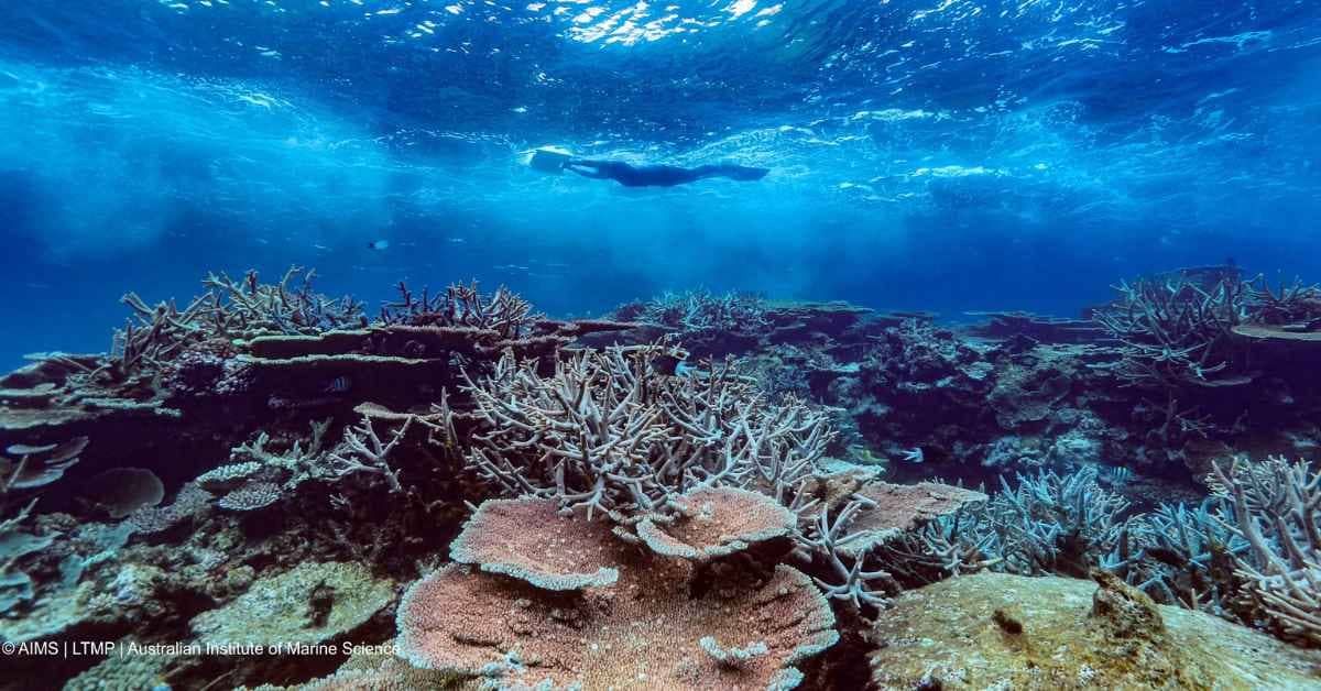 A swimmer swims near the waters surface above corals in the Great Barrier Reef