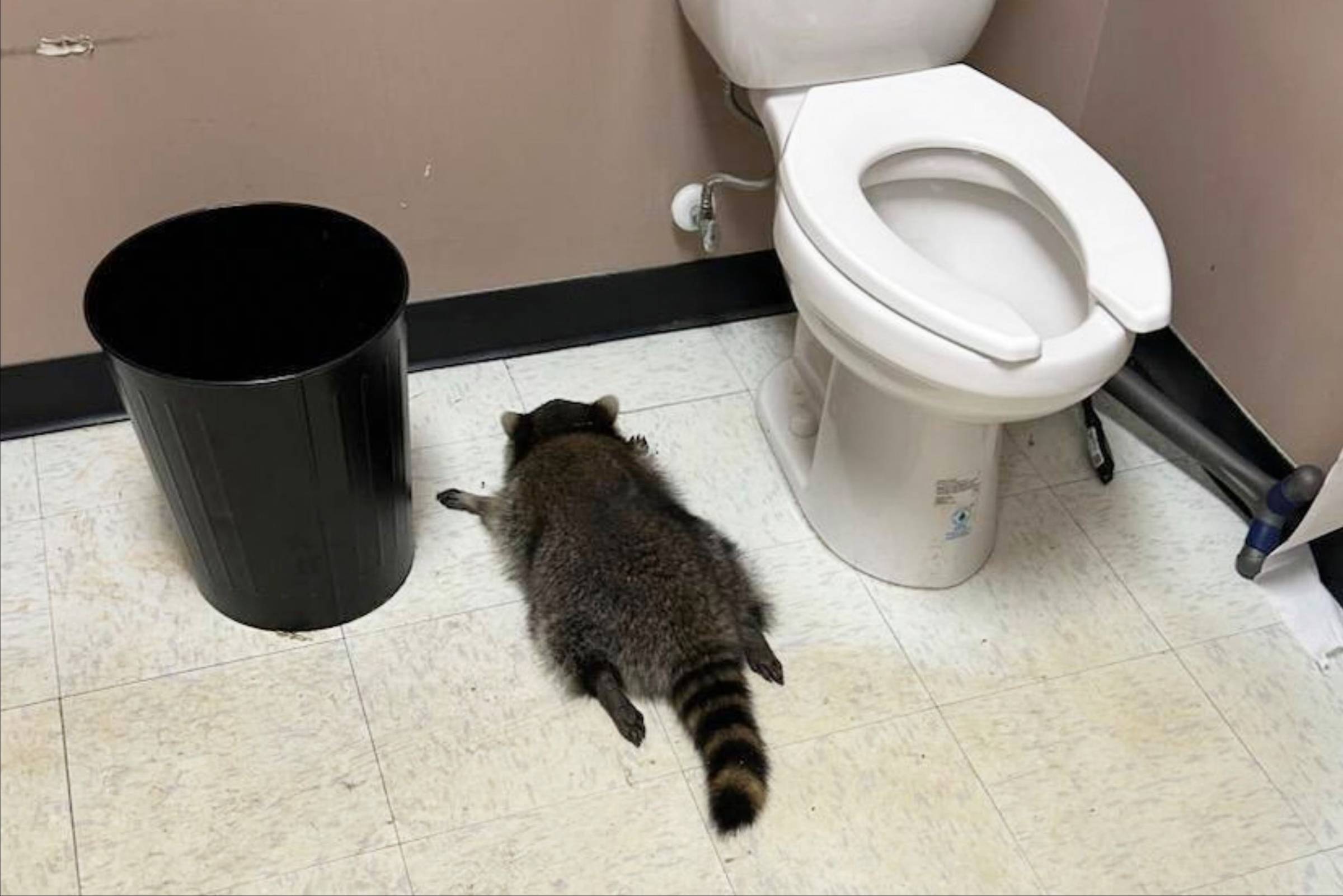 A raccoon laying face-down on a bathroom floor, a trash can on its left, and toilet on its right