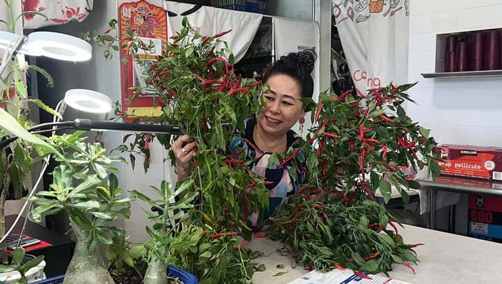 Person standing behind large plants of peppers