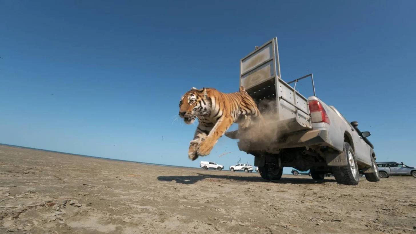 A tiger leaps from the open gate of a transport truck on a barren landscape, with several white vehicles and personnel visible in the distance under a clear blue sky.