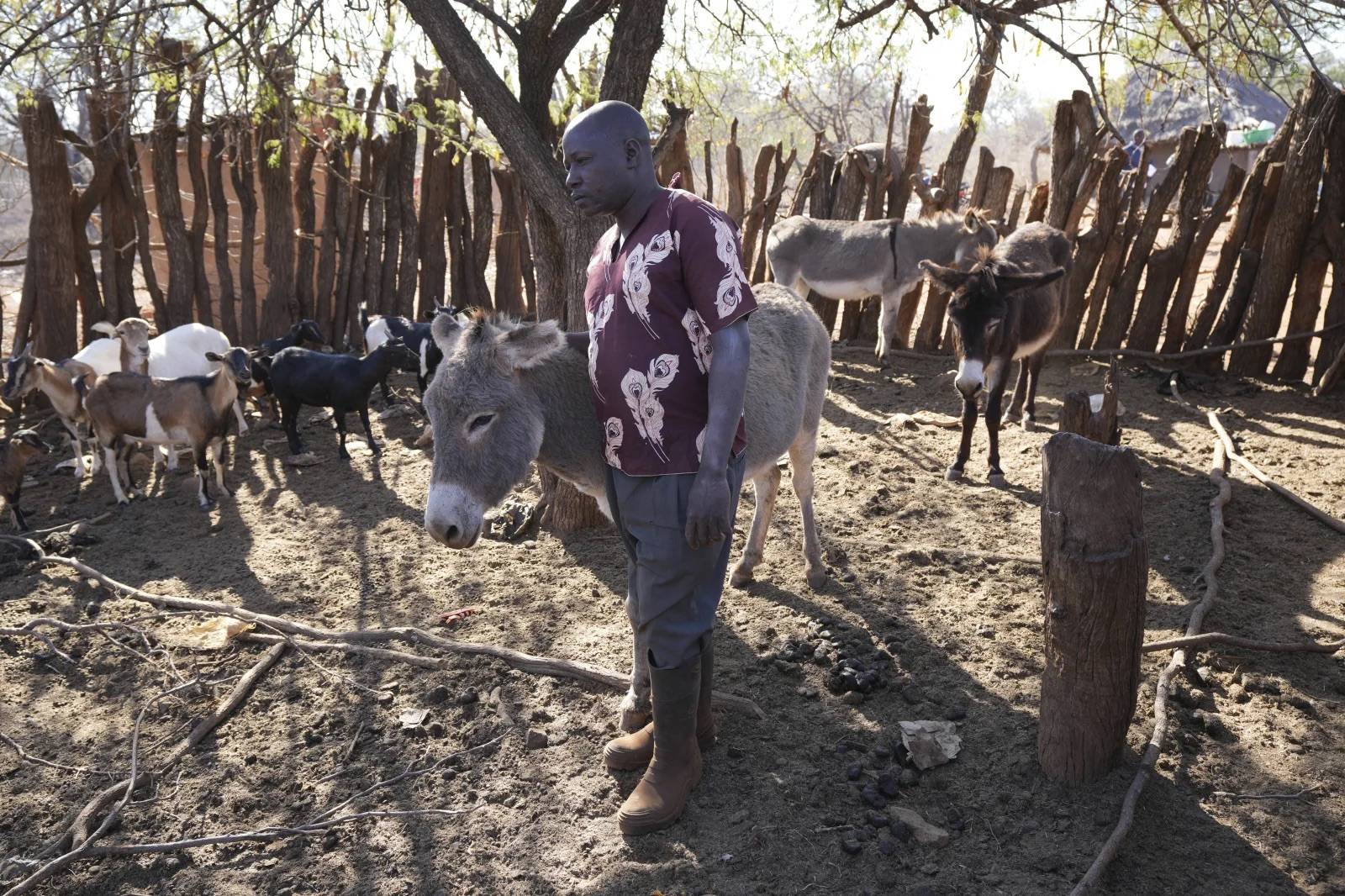 Tembanechako Mastick stands next to a grey donkey in a fenced-in pen filled with other donkies