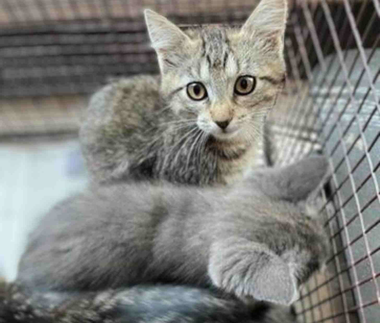 A grey kitten looking at the camera