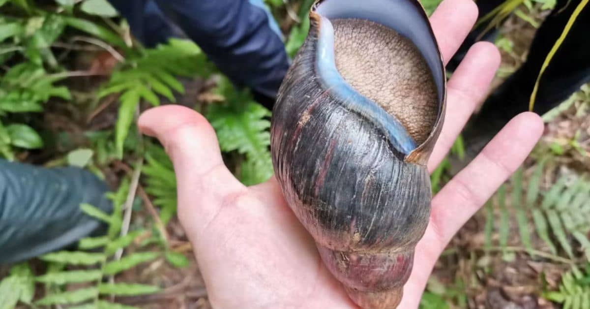 A person holds a blue-silver shelled snail in the palm of their hand in the forest.