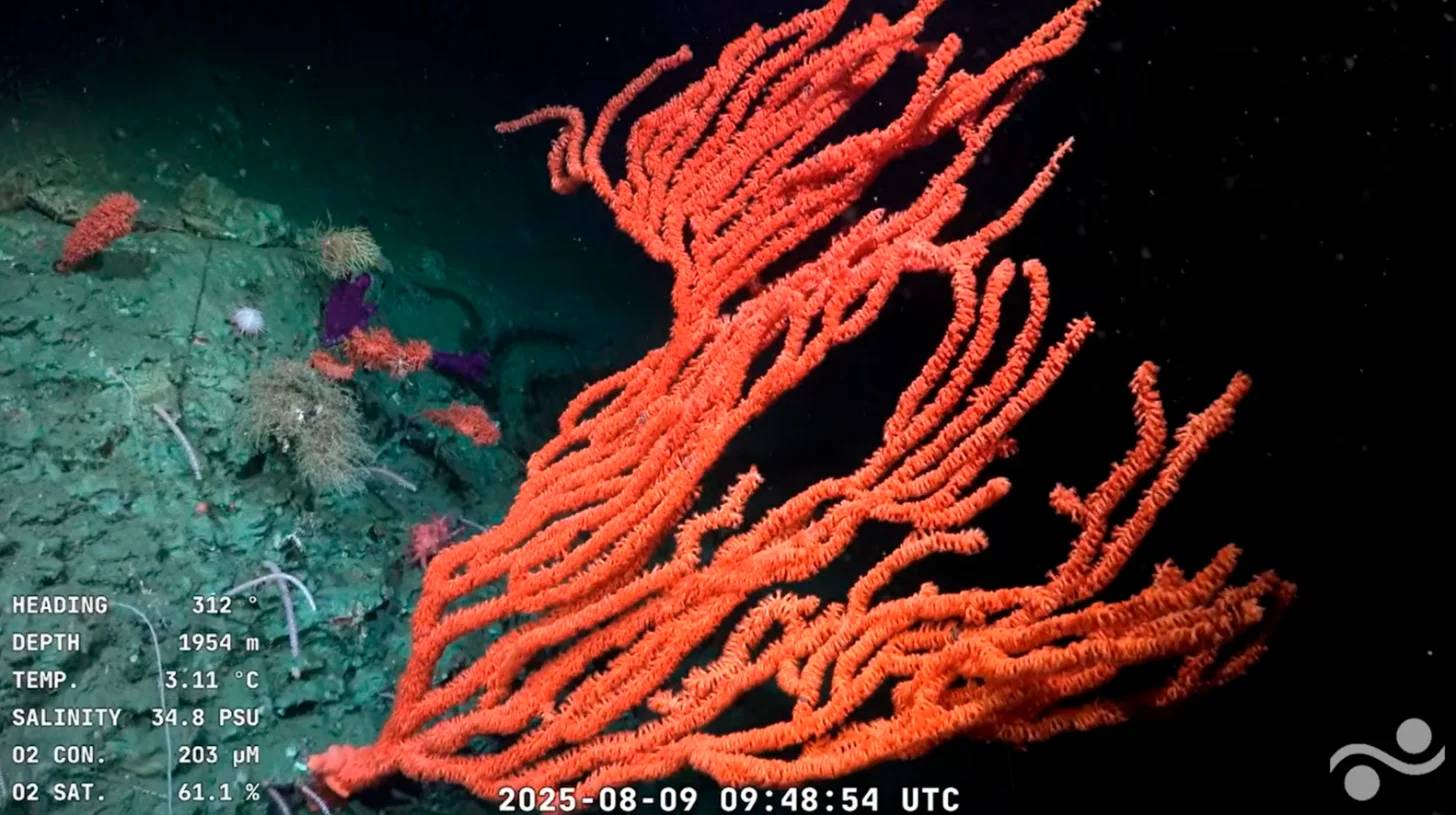 Bright orange branching coral with textured polyps extends across the frame against a dark background. On the left, additional corals in muted colors appear on the seafloor. Instrument readings display depth 1954 m, temperature 3.11°C, salinity 34.8 PSU, and timestamp 2025-08-09 09:48:54 UTC.
