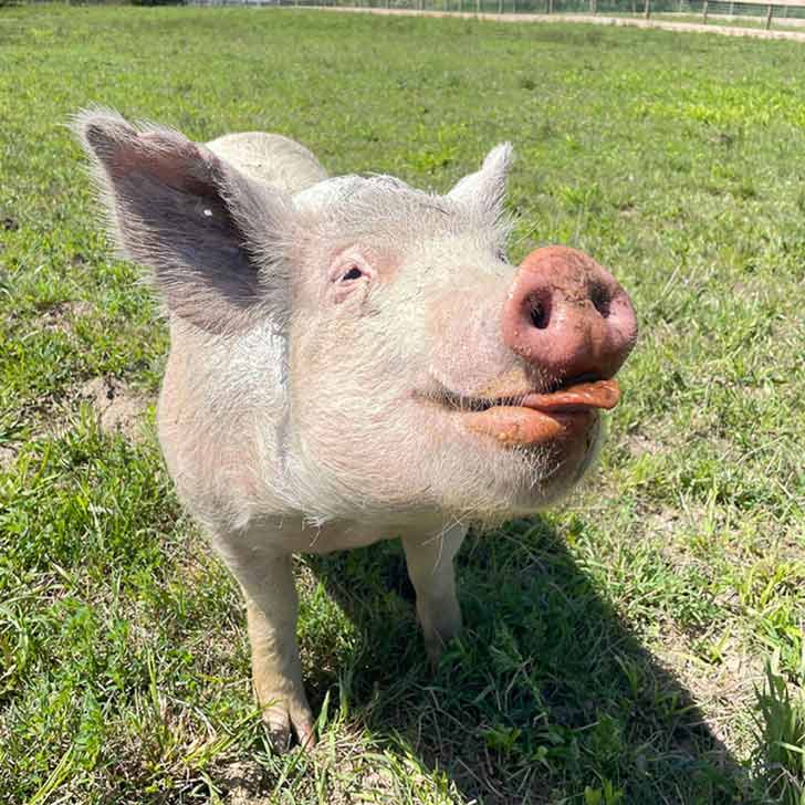 Close-up of a pig standing in grass