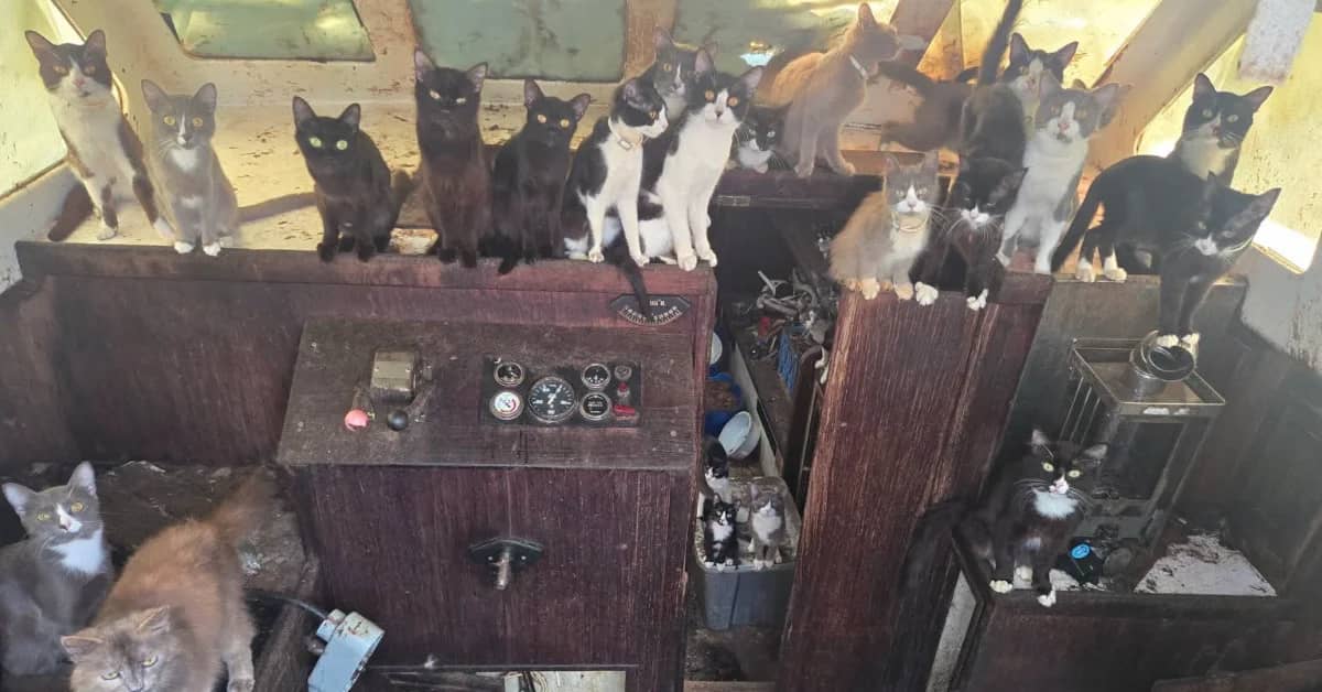 Approximately 20 cats of various colors and patterns perched on and around wooden structures inside what appears to be a shelter or enclosed space, with gauges and equipment visible on a central wooden panel.