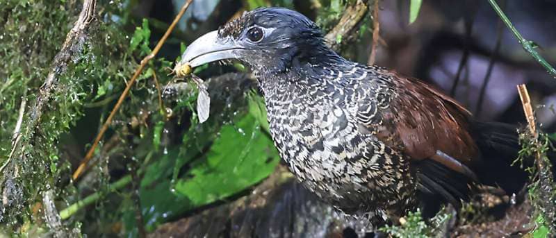 A bird with a bug in its mouth standing on a forest floor