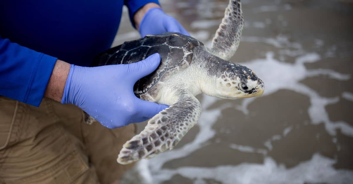 A person wearing blue latex gloves carrying a small sea turtle to the water