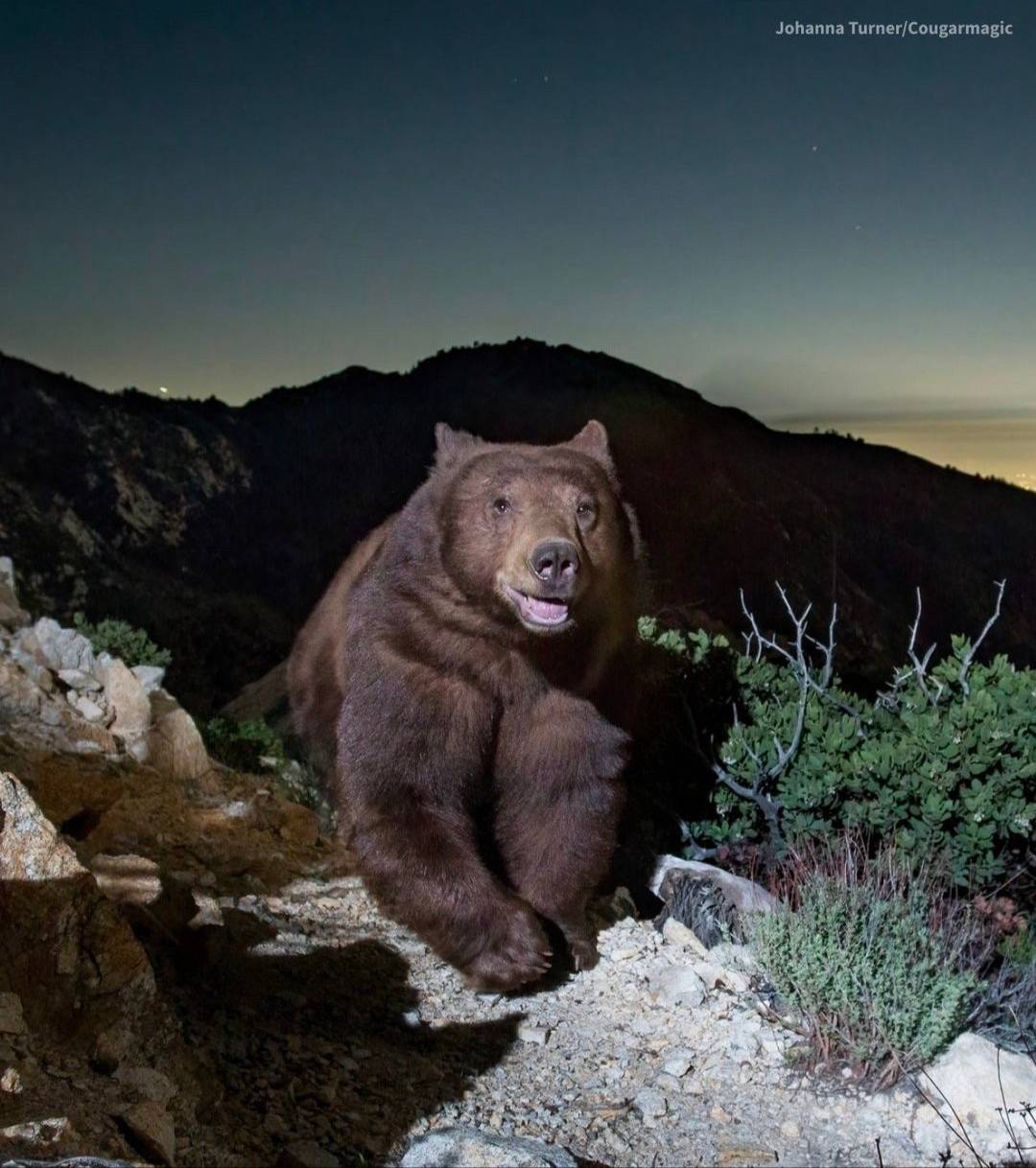 Picture of a bear in the mountains looking very happy
