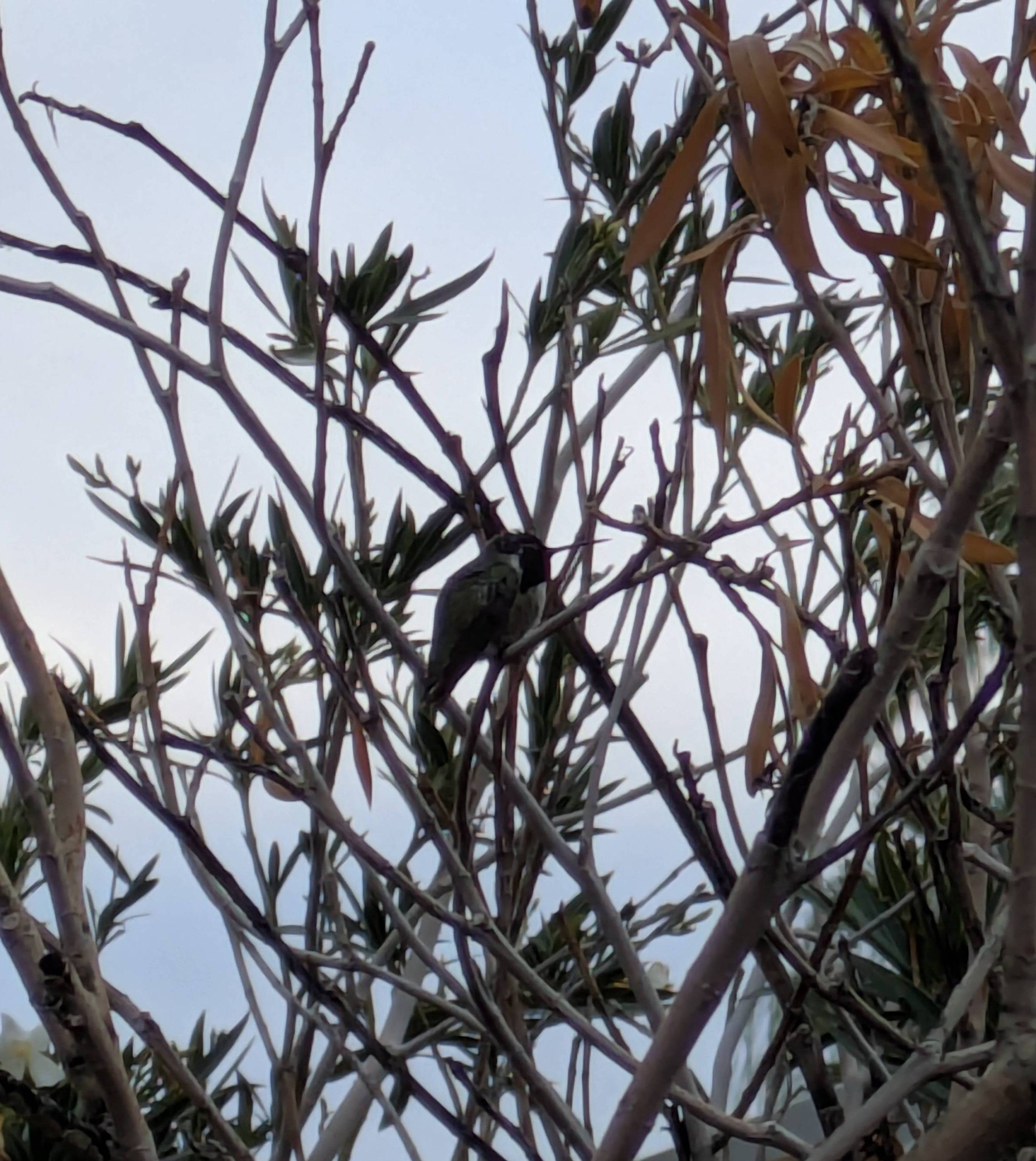 A hummingbird in a tree
