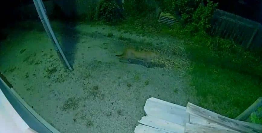 Mountain Lion on Ring Camera