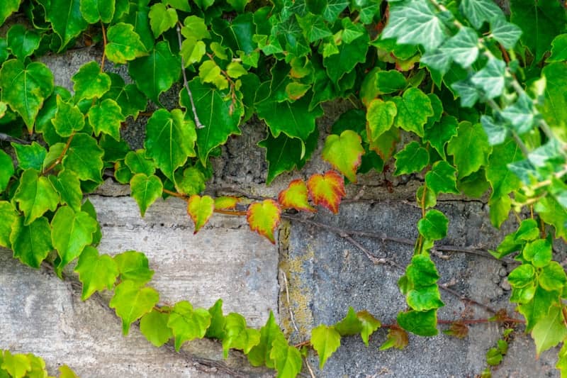 Green ivy climbs a weathered stone wall.