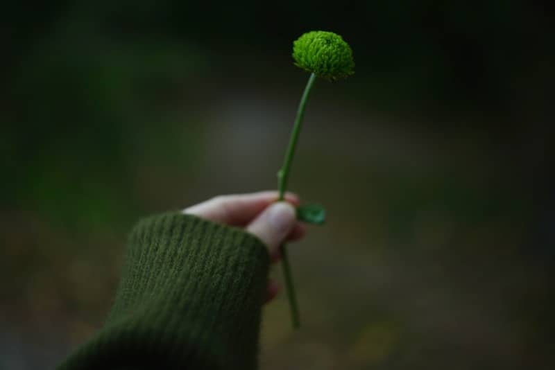 Hand holding a single green flower with blurred background