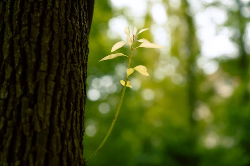 Young sapling grows beside a large tree trunk