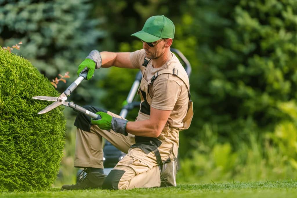 Tree care